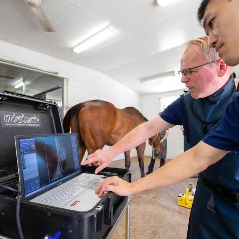 Diagnostic Imaging – Sunshine Coast Equine Veterinary Clinic